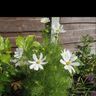 Sun & Soil gardening services