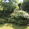 The Clapton Gardener