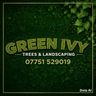 Green Ivy tree and landscaping