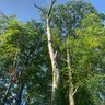 C&J landscaping & trees