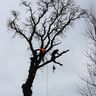Aubury tree services