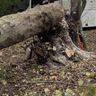 Natural Order Tree Care