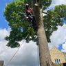 Commonwealth Trees
