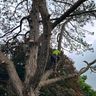 Arbortic