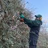 Davis Garden Services