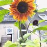 Fernleigh Garden Services