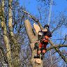 Manor view tree care