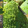 T&L trees and landscaping services