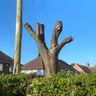 FinParkerGardening