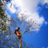 BurleyTreeServices