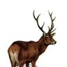 Stag Domestic & Commercial Fencing Ltd