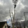 Branch view tree services