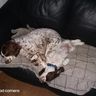 Wales Wood Flooring