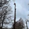 HJ Arborist