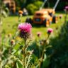 Thistle Garden Care