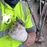 Reg scaffolding