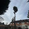 That Tree Care Company LTD