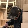 Sakura Carpentry