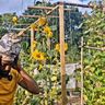 Smai-Tawi Tribe