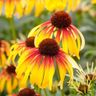 Steven Phillips gardening