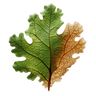 Leaves and Lawns