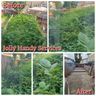 Jolly Handy Services