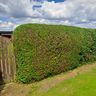 Hedge Maintenance Tadcaster 🍁