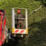 AJs garden services