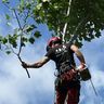 Patriarch tree services