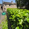 Creating Meadows ltd