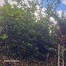 Latter landscaping
