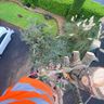 Tree force tree surgery and landscaping