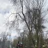 Kent Arb Services