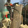 LONDONPLANETREESPECIALISTS LIMITED