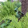 Fernleigh Garden Services