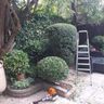 Olive branch tree surgeon and landscape gardening