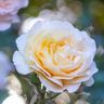 Rosebank Gardens