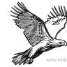 White Eagle Decor
