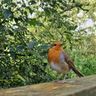 South Coast Garden Maintenance