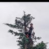 Len’s tree and gardening services