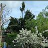C.W.L Tree & Landscapes