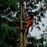 Fishers Tree Services