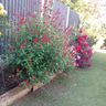 The swale gardener