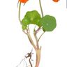 The Wee Rose Gardening