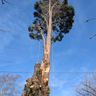 North Wales Tree Care