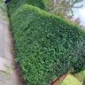 KM Gardening Services