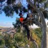 A To Z Tree Service Ltd