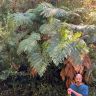 Luke Michael's Shire Gardening