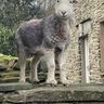 Gardens with Monty