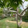 Huseyin’s gardener